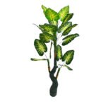 Palm Plant for Passage & Office