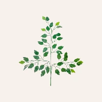 Artificial Leaves