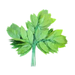 Premium Artificial Green Mango Leaf  for Decoration | Wedding, Event & Mandap Decor Setup (Pack of 12 Pcs)